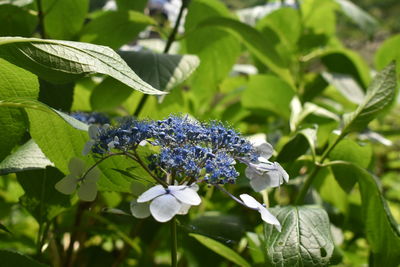Close-up of blue flowering plant