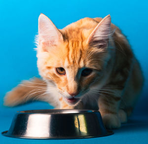 Close-up of a cat