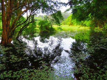 Scenic view of forest against sky