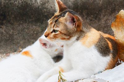 Close-up of a cat looking away