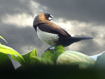 Close-up of bird perching on a plant