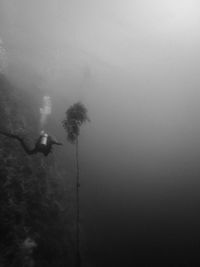 Low angle view of bird in fog over water