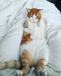 High angle view of cat resting on bed