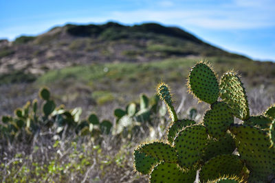 Close-up of cactus growing on field against sky