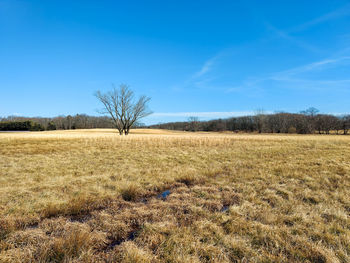 Scenic view of agricultural field against blue sky