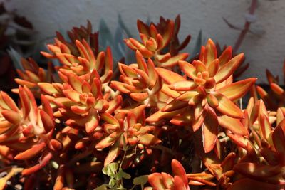 Close-up of flowering plants