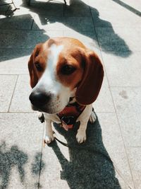 High angle view of dog looking away on footpath