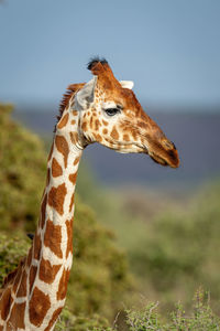 Close-up of reticulated giraffe looking toward camera