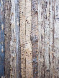 Full frame of tree trunk