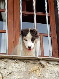 Portrait of dog by window of house