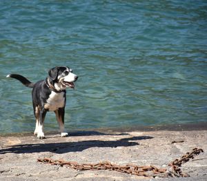 Dog on beach