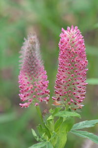 Close-up of flower against blurred background