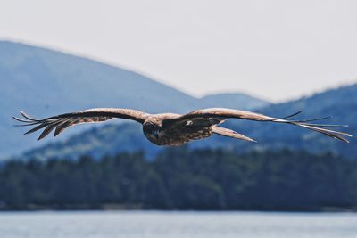 Close-up of bird flying against the sky