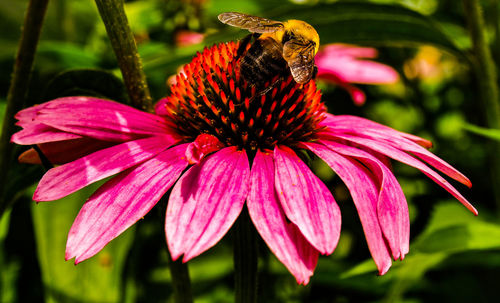 Close-up of insect on purple coneflower