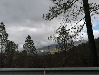 Trees by road against sky