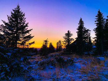 Scenic view of pine trees during winter against sky