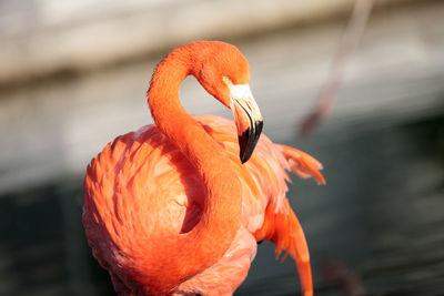 Close-up of a bird