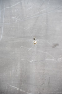 High angle view of white animal on table