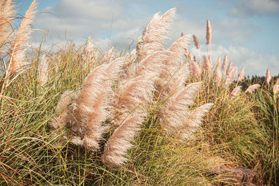 Close-up of stalks in field against sky