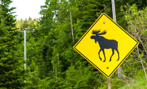 Close-up of road sign against trees