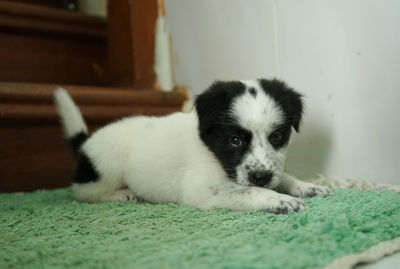 Portrait of puppy relaxing on rug at home