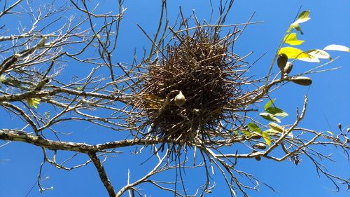 Low angle view of bare tree against blue sky