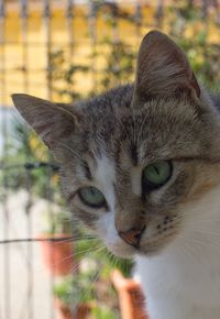 Close-up portrait of cat