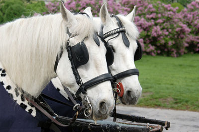 Two carriage horses