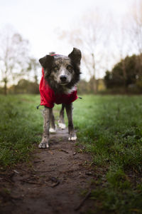 Border collie in a red parka on the grass in the park