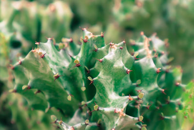 Close-up of succulent plant