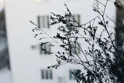 Close-up of lizard on tree against sky