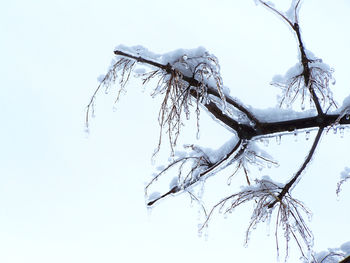 Close-up of bare tree against sky