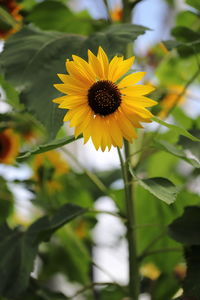 Close-up of yellow flowering plant
