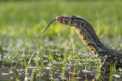 Close-up of lizard on grass