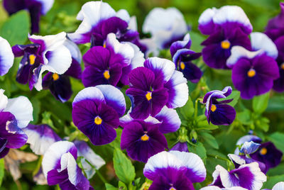 Viola wittrockiana - inspire plus beaconsfield - purple and white large-flowered garden pansies