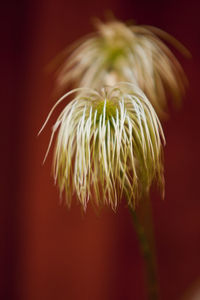 Close-up of flower over colored background