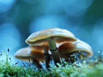 Close-up of fly agaric mushroom