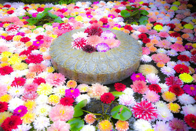 Close-up of flowers blooming outdoors