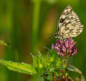 Marbled white english butterfly black spotted wings perched on wild flowers spring view