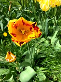 Close-up of yellow flowering plant