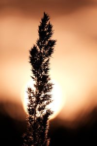 Silhouette of tree at sunset