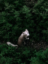 Arctic fox in a bush 