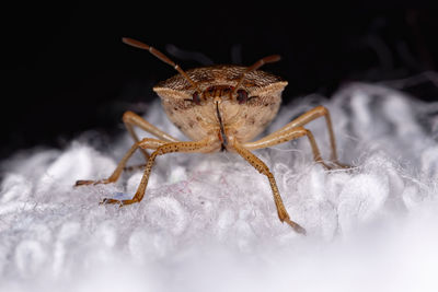 Close-up of spider