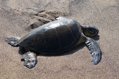 High angle view of shell on sand