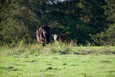 Cows in a field