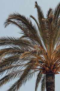 Low angle view of palm tree against clear sky