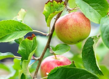 Close-up of apple on tree