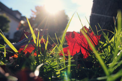 Close-up of fresh red plants against sunlight