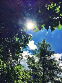 Sun shining through trees