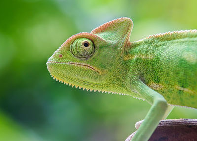 Close-up of lizard